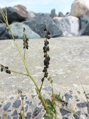 Melilotus altissimus