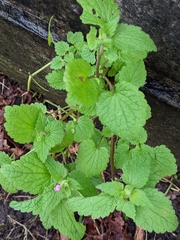 Lamium purpureum
