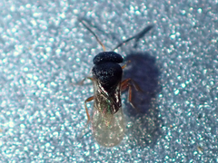Scelioninae