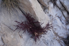Castilleja chromosa