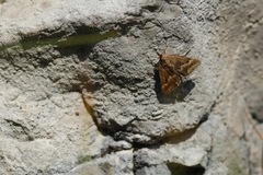 Pyrausta aerealis