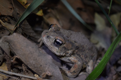 Anaxyrus boreas halophilus