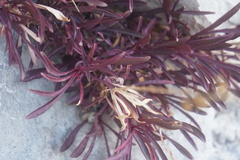 Castilleja chromosa