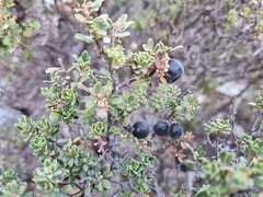 Diospyros austro-africana