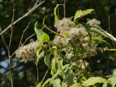 Clematis hedysarifolia