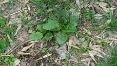 Plantago major