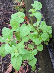 Lamium purpureum