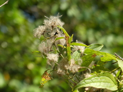 Clematis hedysarifolia