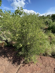 Vangueria triflora