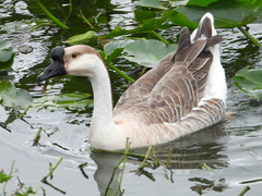 Anser cygnoides domesticus