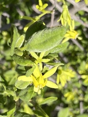 Vangueria triflora