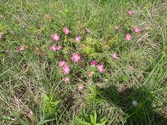Rosa arkansana