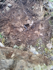 Oligosoma polychroma