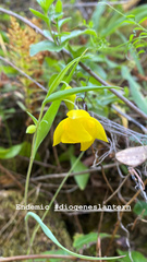 Calochortus amabilis