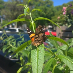 Hypanartia bella