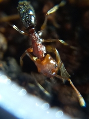 Anochetus