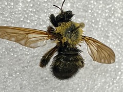Laphria thoracica