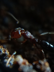 Anochetus