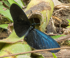 Altinote ozomene nox