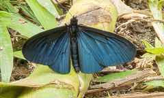 Altinote ozomene nox