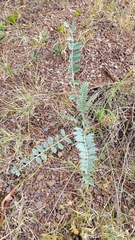 Astragalus mollissimus