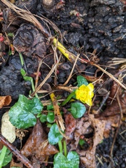 Ficaria verna