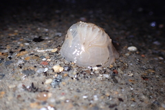 Harenactis attenuata