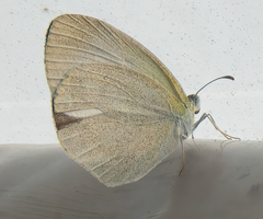 Eurema daira