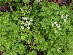 Anthriscus sylvestris