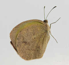 Eurema daira
