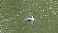 Chroicocephalus ridibundus