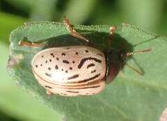 Calligrapha philadelphica
