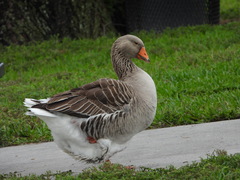 Anser anser domesticus
