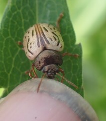 Calligrapha philadelphica