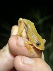 Afrixalus fornasini
