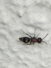 Sigilla dorsata