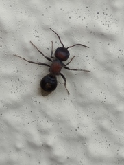 Sigilla dorsata