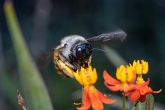Xylocopa tabaniformis azteca