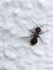 Sigilla dorsata