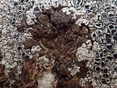 Anaptychia runcinata