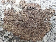 Anaptychia runcinata