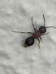 Sigilla dorsata