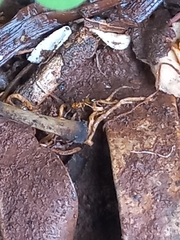 Plagiolepis alluaudi