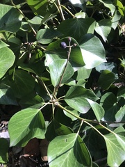 Hedera canariensis