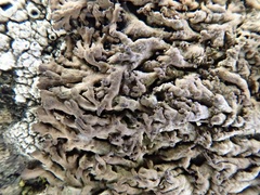 Anaptychia runcinata