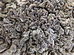 Anaptychia runcinata