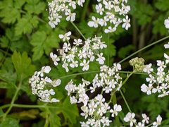 Anthriscus sylvestris