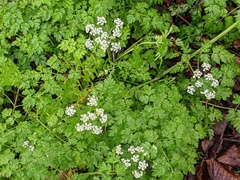 Anthriscus sylvestris