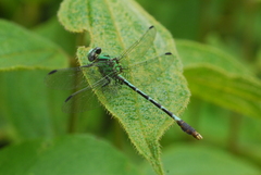 Erpetogomphus