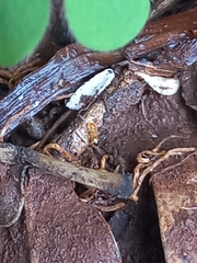 Plagiolepis alluaudi